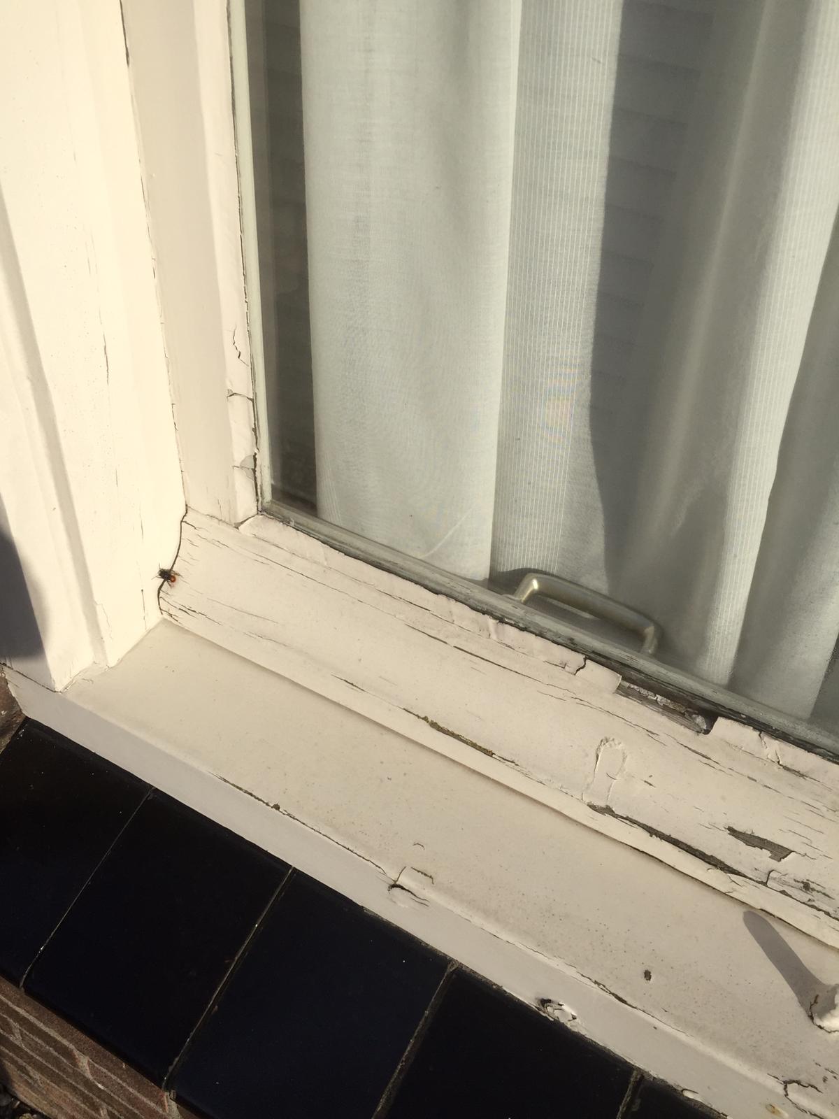 verven schilderen schuifpui ramen deuren renovatie houtrot reparatie vught